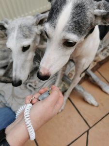 Big Buddy Profi Clicker mit zwei Hunden