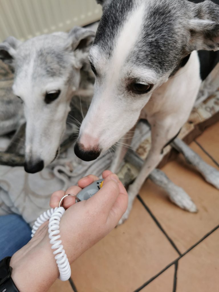 Big Buddy Profi Clicker mit zwei Hunden