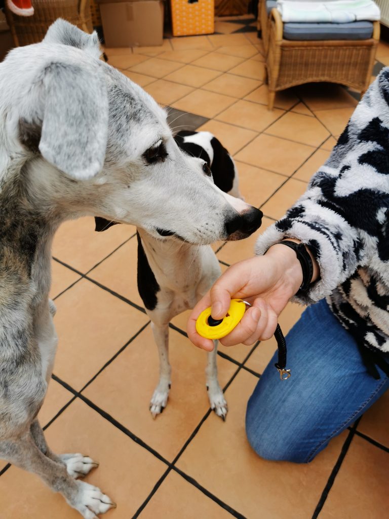 Clicker Test und Vergleich