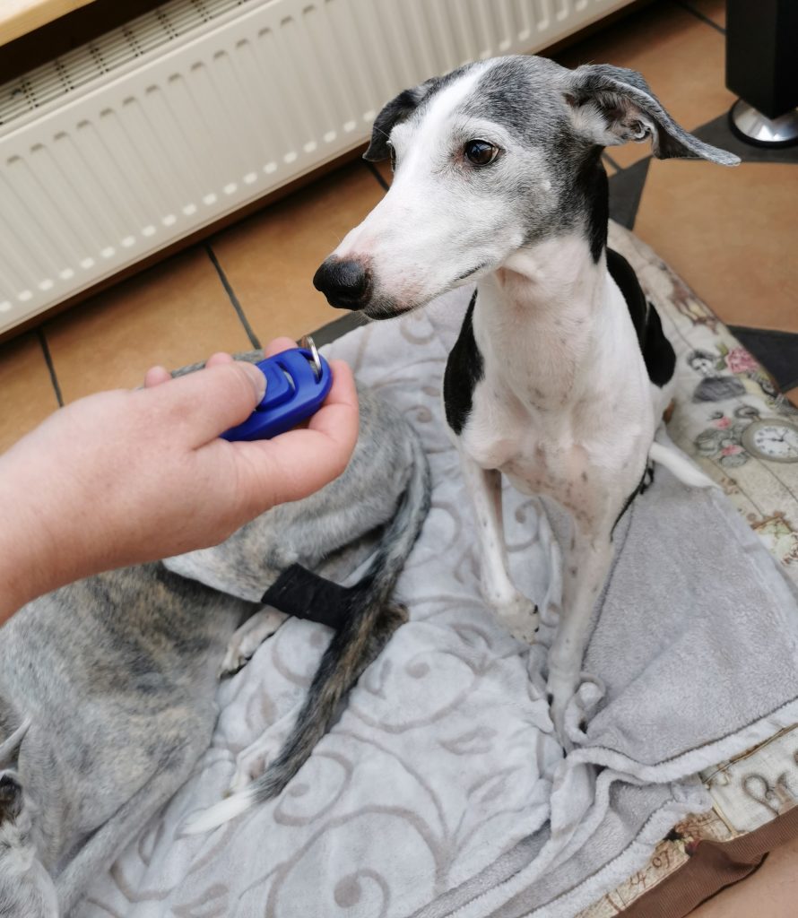 Diyife Whistle Clicker mit Hund