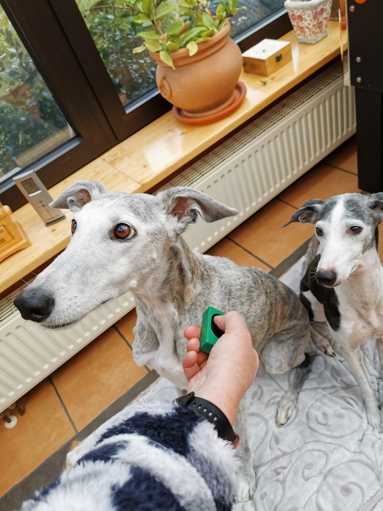 Karlie Clicker mit zwei Hunden