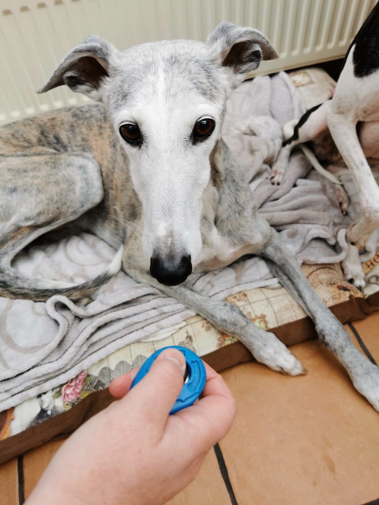 Oyefly-Clicker mit Hund