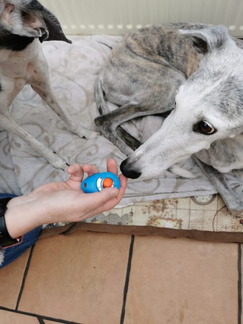 Starmark Pro-Training Clicker mit Hund