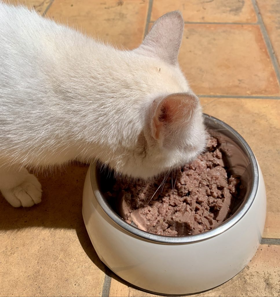 animonda Vom Feinsten Adult Feinschmecker Vielfalt mit Geflügel Katzenfutter Freßtest mit Testkatze