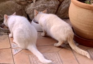 Our Essentials by Amazon mit Rind in Sauce Katzenfutter Futtertest