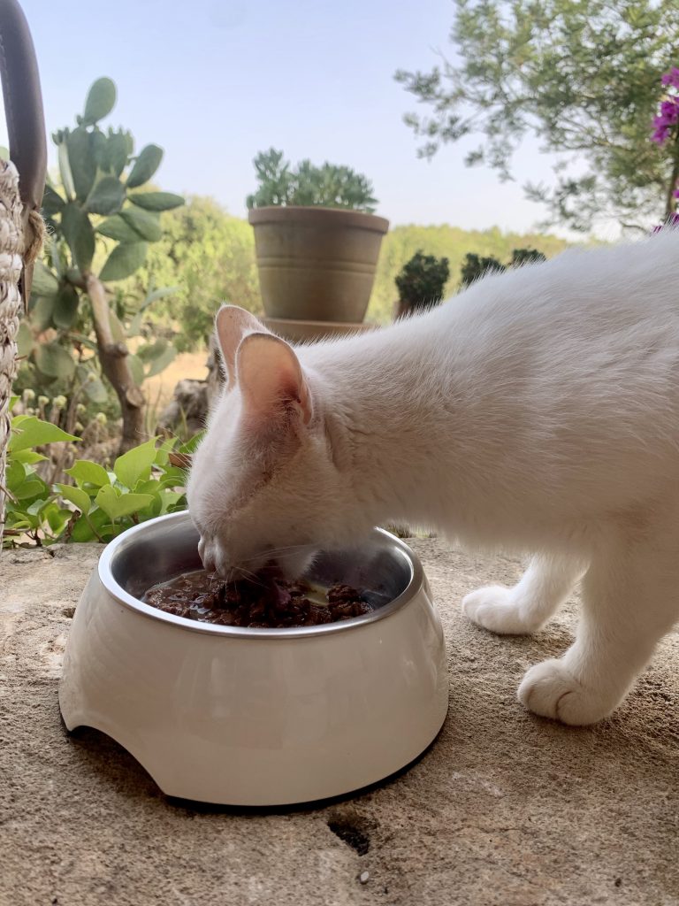 Sheba Sauce Lover Katzenfutter Testkatze frisst