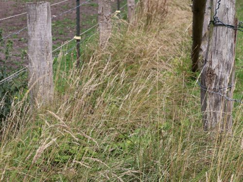 Testszenario hohes Gras