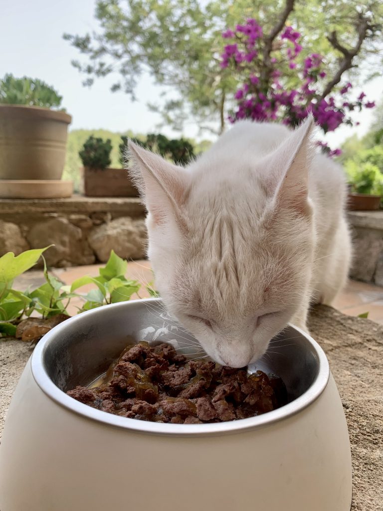 Whiskas 1+ Katzenfutter Lamm in Gelee Katzen-Live-Test