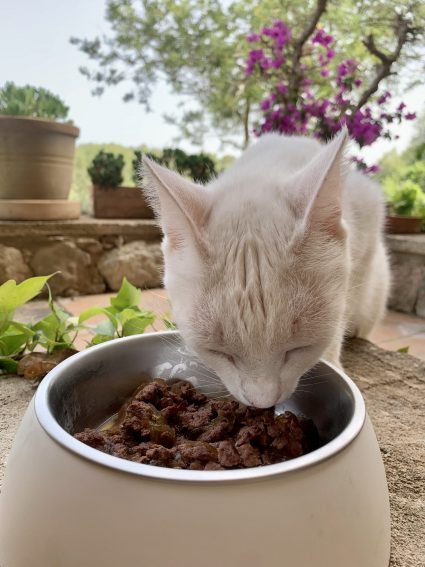 Die 15 besten Katzenfutter im Test inklusive Testsieger [jahr]