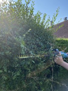 Makita DUH523RF Akku-Heckenschere Hecke schneiden 2