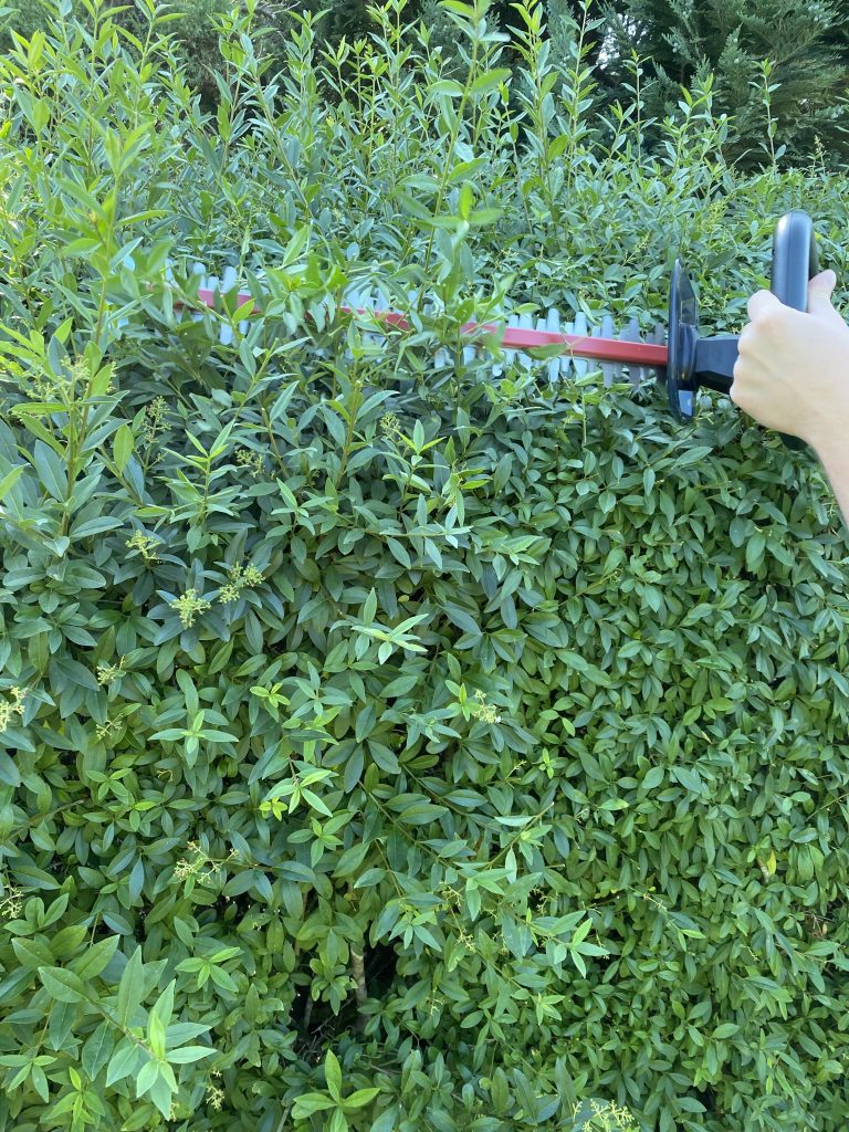 Metabo HS 18 LTX 55 Akku-Heckenschere Hecke schneiden 6