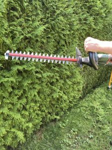 Metabo HS 18 LTX 55 Akku-Heckenschere Thuja schneiden 1