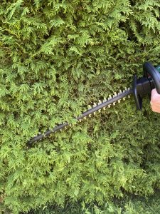Bosch Universal Hedge Cut 18-55 Akku-Heckenschere Thuja schneiden 2