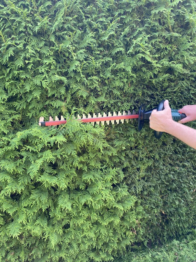 Metabo HS 18 LTX 55 Akku-Heckenschere Thuja schneiden 2