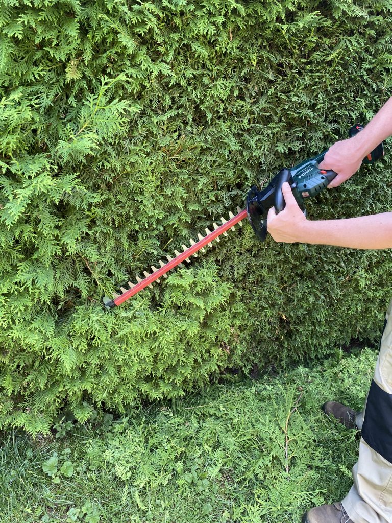 Metabo HS 18 LTX 55 Akku-Heckenschere Thuja schneiden 3