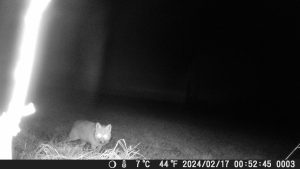 Nachtaufnahme-der-Coolife-PH700A-Wildkamera