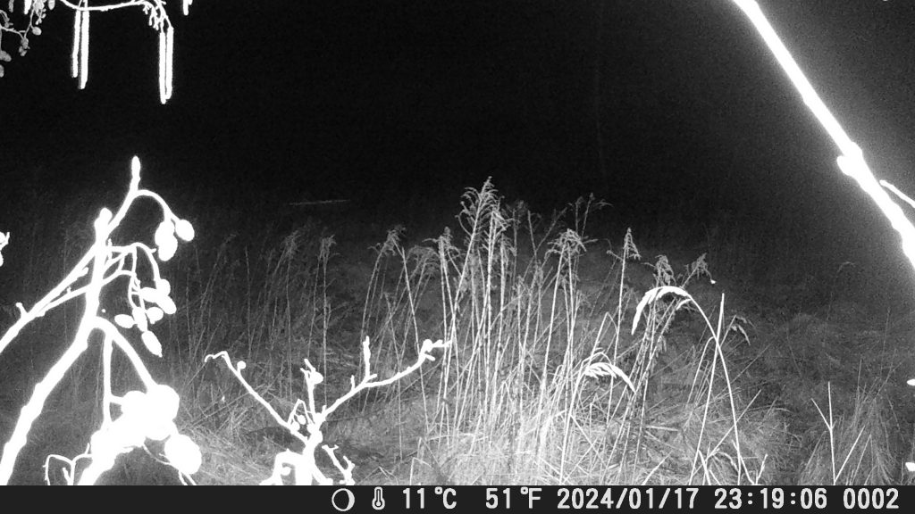 Nachtaufnahme-der-MAXDONE-PH820-Wildkamera