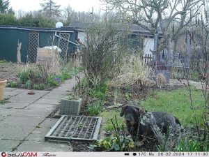 SECACAM Raptor Wildkamera Tagesaufnahme mit Dackel (Karl Leopold vom Dachsfelsen) v1
