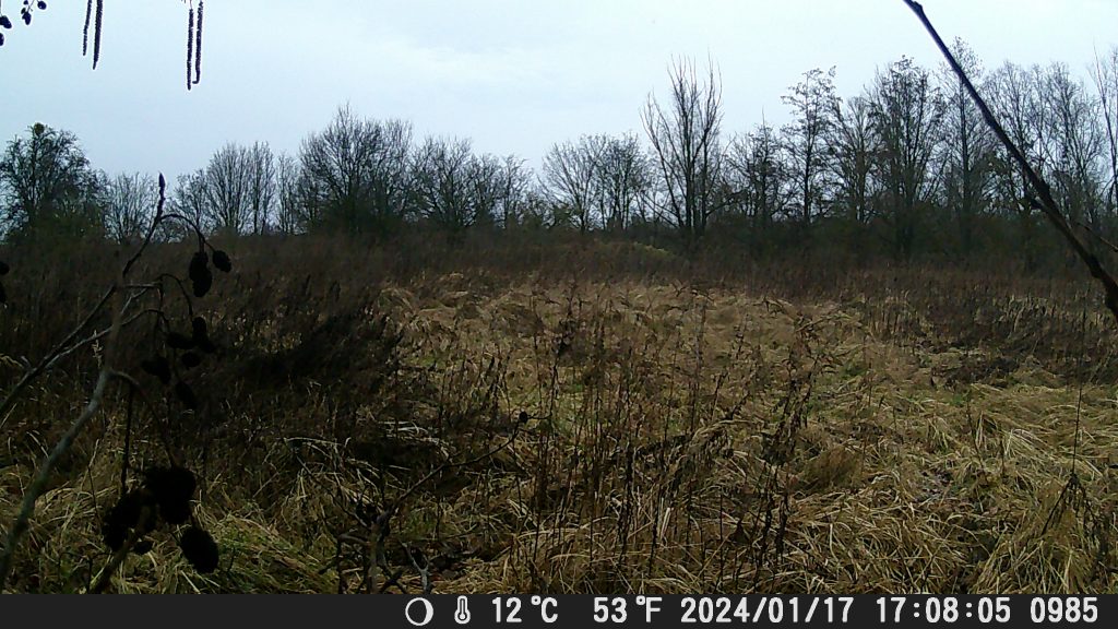 Tagaufnahme-der-MAXDONE-PH820-Wildkamera