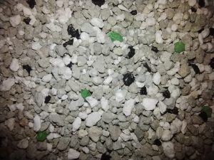 Biokat's Diamond Care Classic Katzenstreu in der Nahanischt
