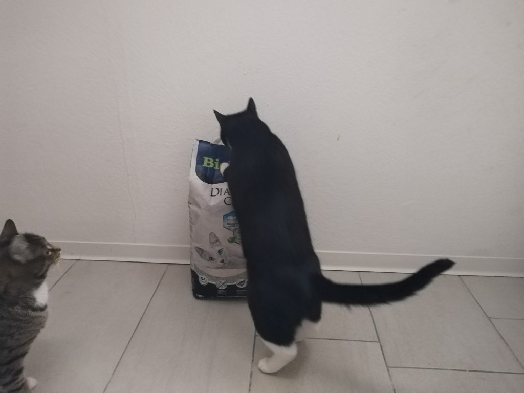 Biokats-Diamond-Care-Classic-Katzenstreu-mit-Katzen