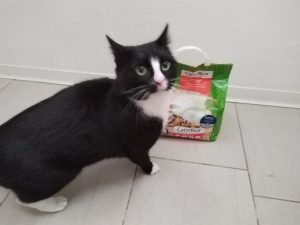 Cats-Best-Original-Katzenstreu-mit-Katze