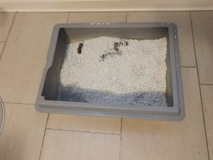 Catsan-Hygiene-Plus-Smart-Pack-Katzenstreu-nach-der-Benutzung