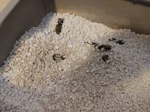 Catsan-Hygiene-Plus-Smart-Pack-Katzenstreu-nach-der-Benutzung-in-der-Nahansicht