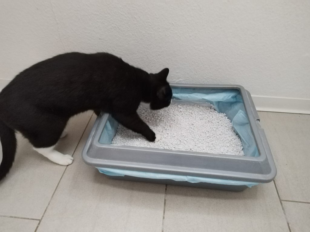 Catsan Hygiene Plus Smart Packs Katzenstreu in Katzentoilette mit Katze Milou