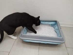 Catsan Hygiene Plus Smart Packs Katzenstreu in Katzentoilette mit Katze Milou