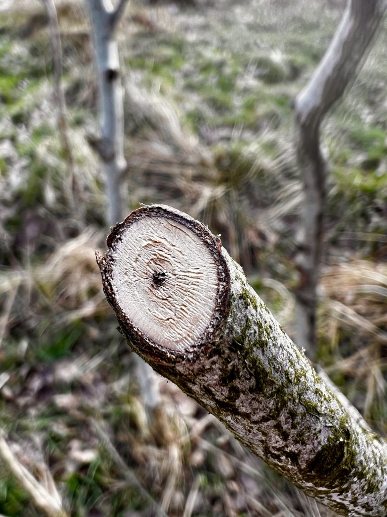 GRÜNTEK Falke Gartenschere Schnittstelle