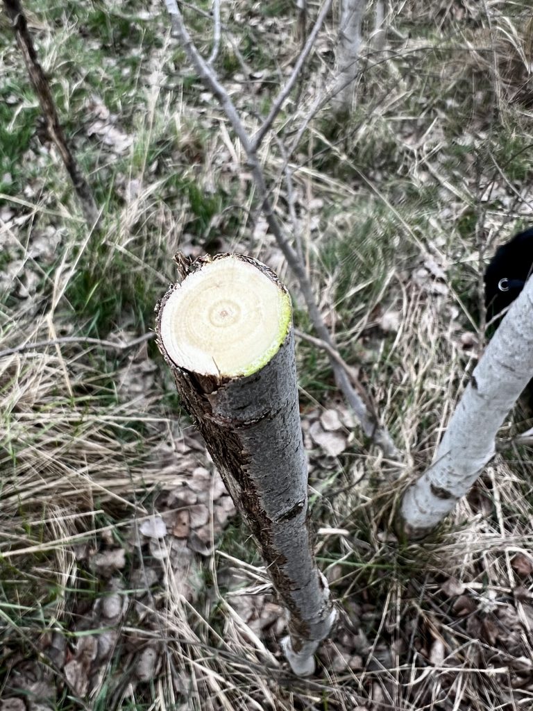 Schnittstelle