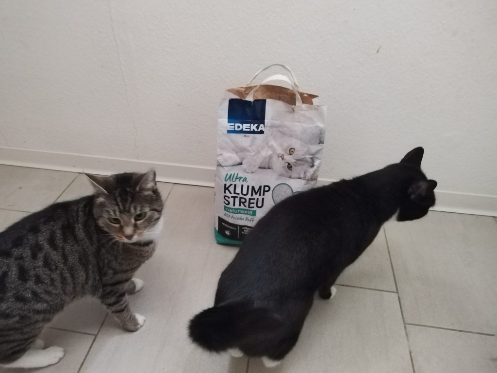 Katzen mit Biocats Katzenstreu