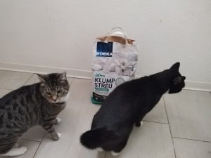Katzen mit Biocats Katzenstreu