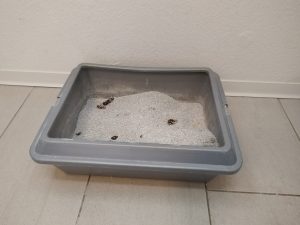 Lyra-Pet-Power-Ultra-Katzenstreu-nach-der-Benutzung