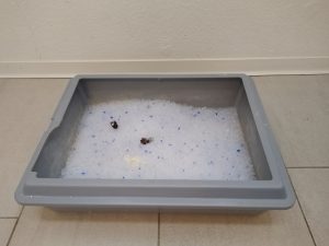 Vitakraft-Magic-Clean-Classic-Katzenstreu-nach-der-Benutzung