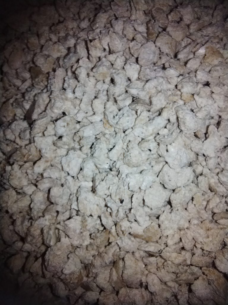 cosycat Bio-Klumpstreu Katzenstreu in der Nahansicht