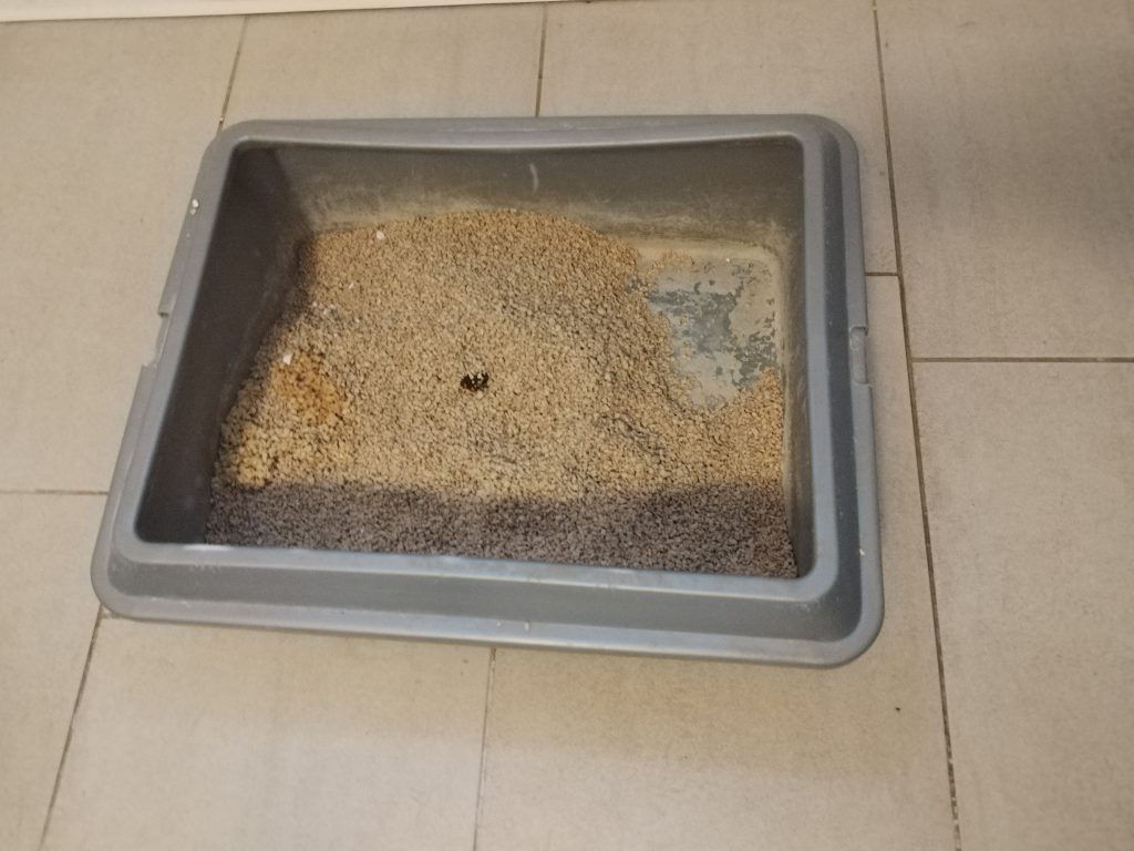 cosycat-Bio-Klumpstreu-Katzenstreu-nach-der-Benutzung