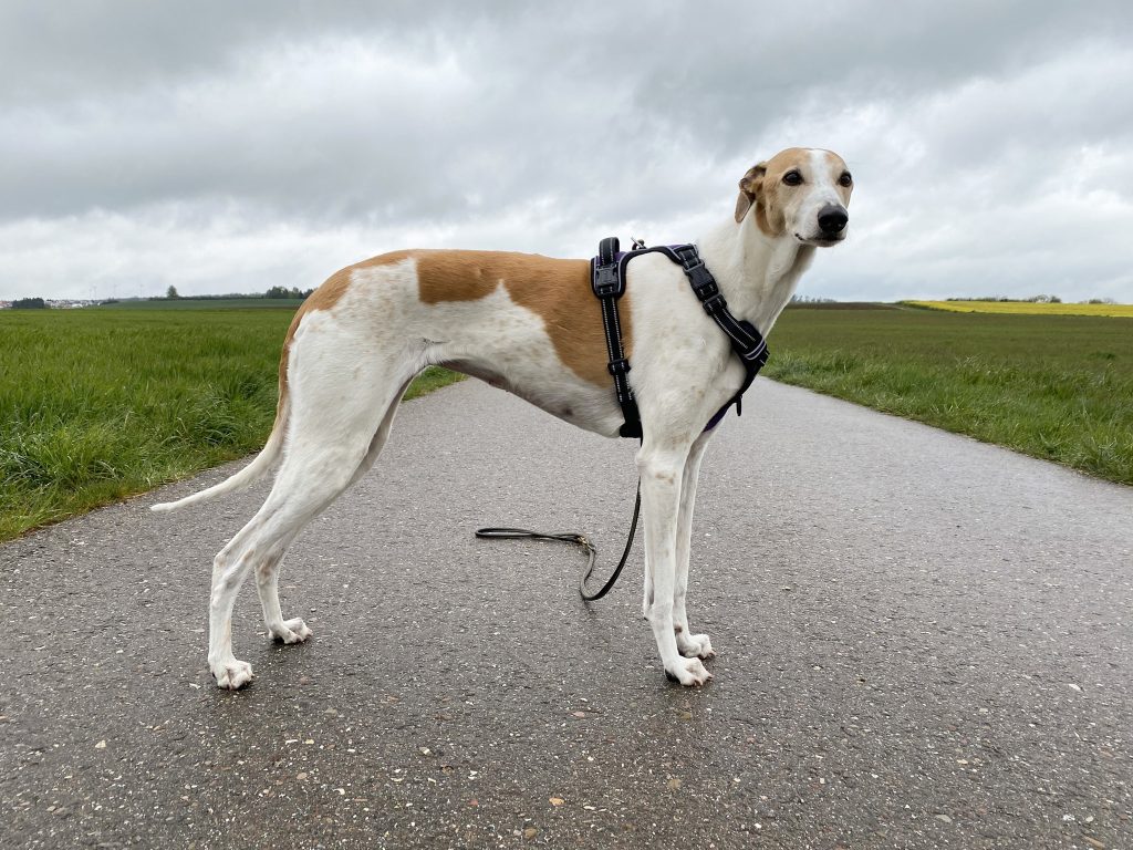 HEELE Hundegeschirr am Hund Seitenansicht