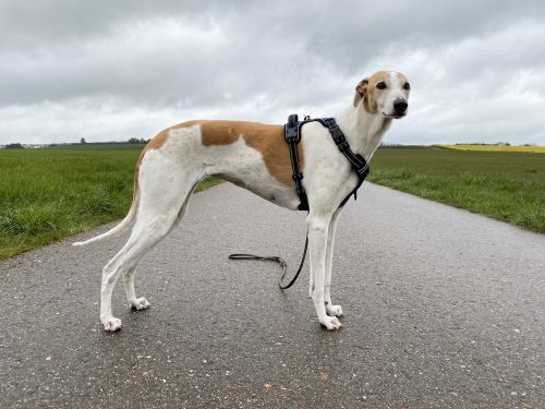 HEELE Hundegeschirr am Hund Seitenansicht