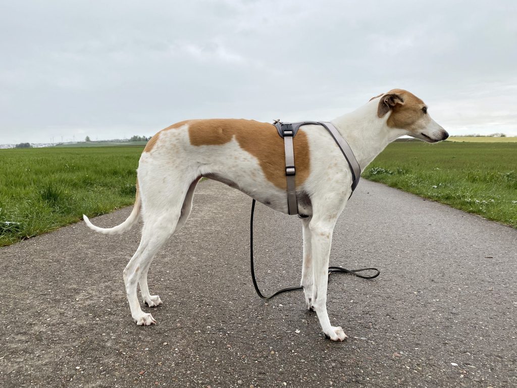 Hunter Neopren Hundegeschirr am Hund Seitenansicht