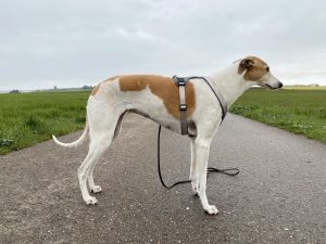 Hunter Neopren Hundegeschirr am Hund Seitenansicht