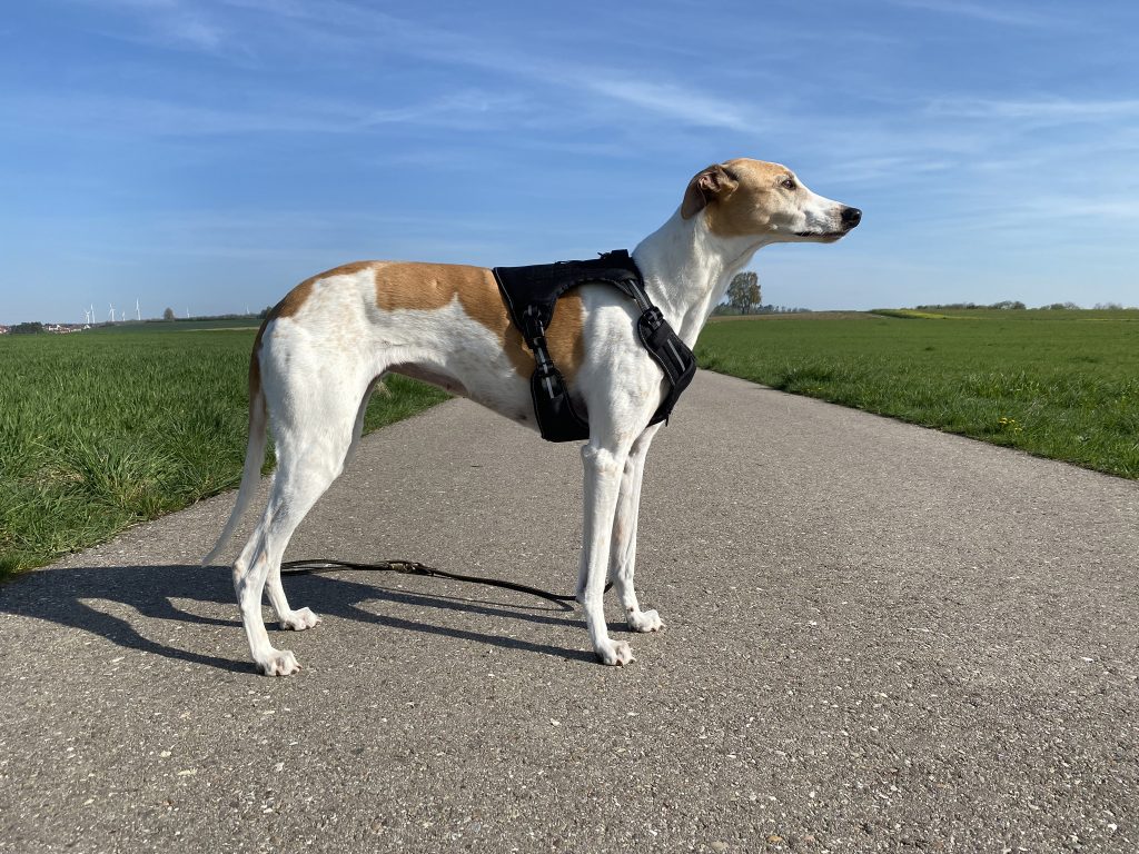 Amazon Basics Anti-Zieh-Hundegeschirr am Hund Seitenansicht