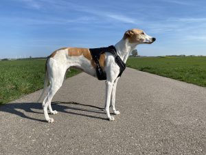 Amazon Basics Anti-Zieh-Hundegeschirr am Hund Seitenansicht