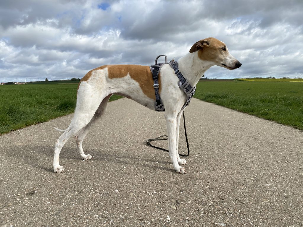 Eyein Hundegeschirr am Hund Seitenansicht