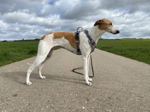 Eyein Hundegeschirr am Hund Seitenansicht