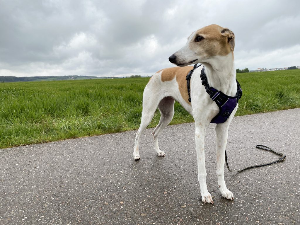 HEELE Hundegeschirr am Hund Diagonalansicht