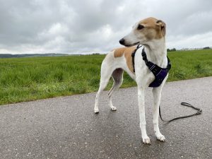 HEELE Hundegeschirr am Hund Diagonalansicht