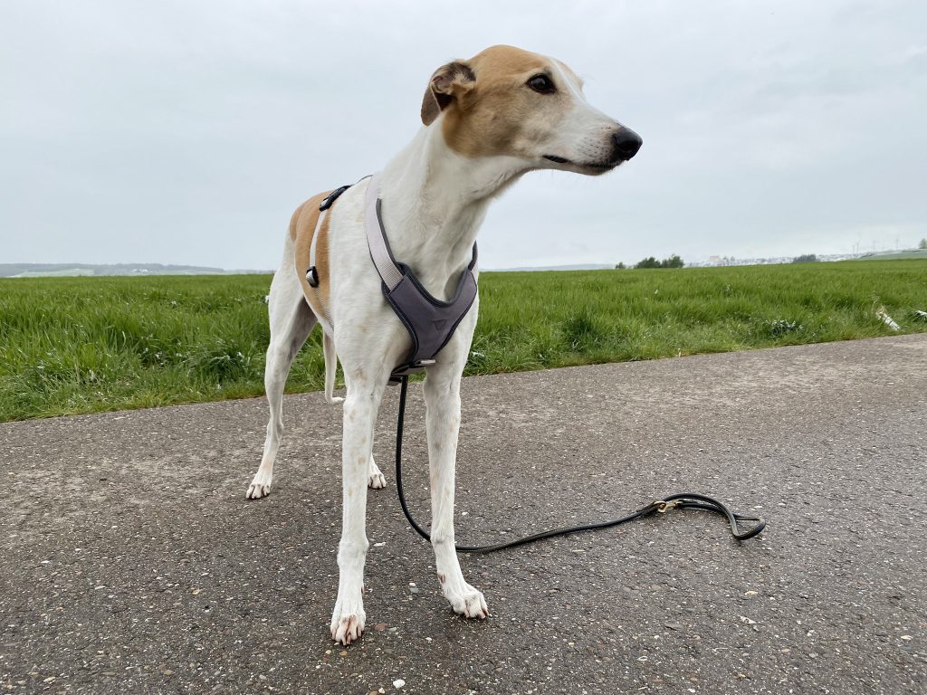 Hunter Neopren Hundegeschirr am Hund Diagonalansicht