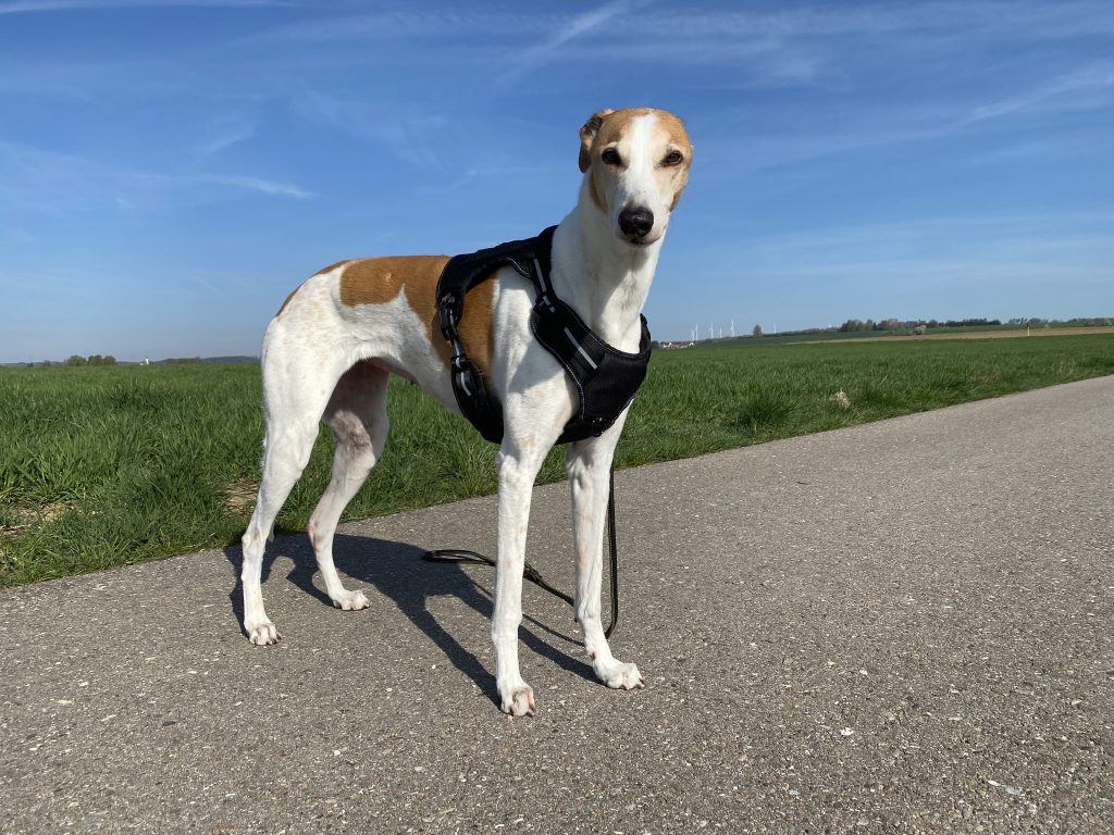 Amazon Basics Anti-Zieh-Hundegeschirr am Hunde Diagonalansicht